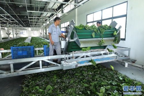 家門口的“金飯碗” 陜西安康產(chǎn)業(yè)發(fā)展一線見聞